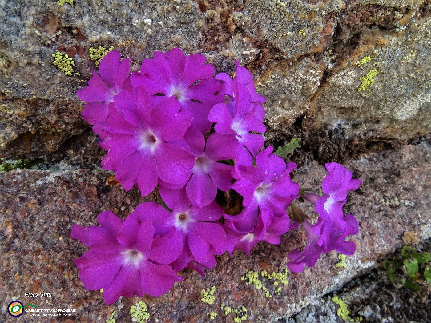 19 Primula irsuta (Primula hirsuta) nella roccia.JPG